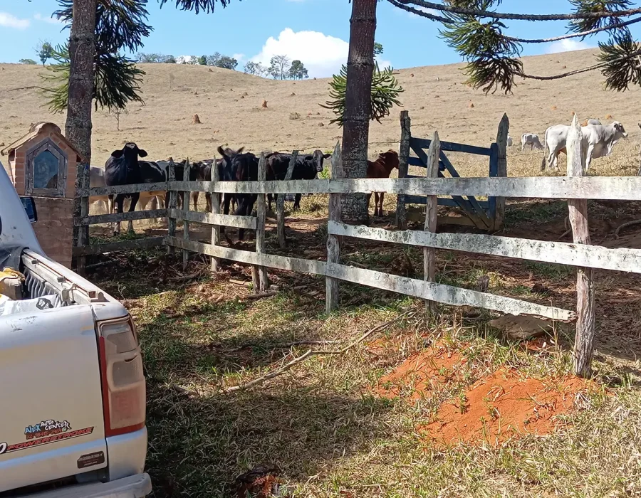 Fazenda com excelente pastagem 6