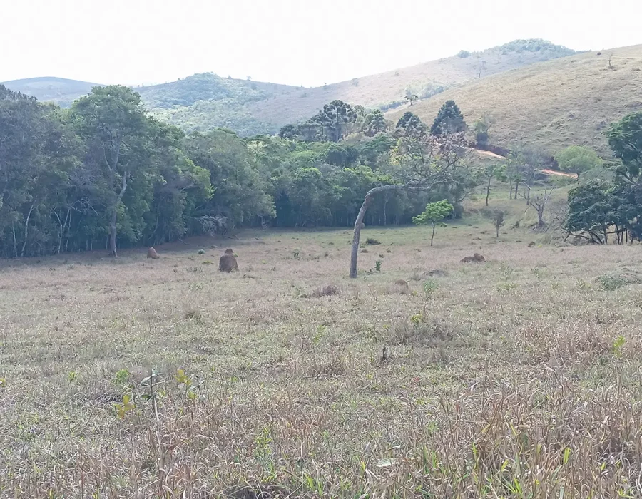 Fazenda com excelente pastagem 9
