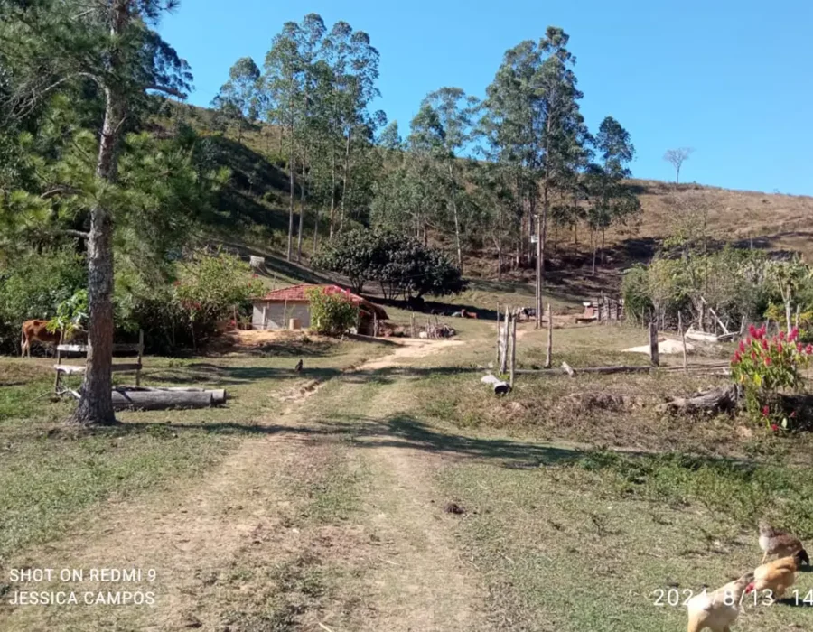 Sítio para criação de gado 1
