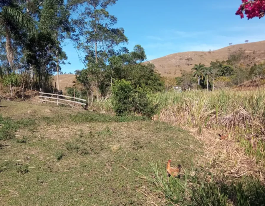 Sítio para criação de gado 2