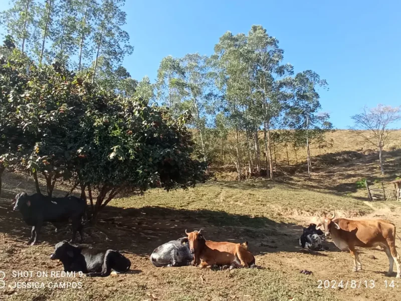 Sítio para criação de gado 6