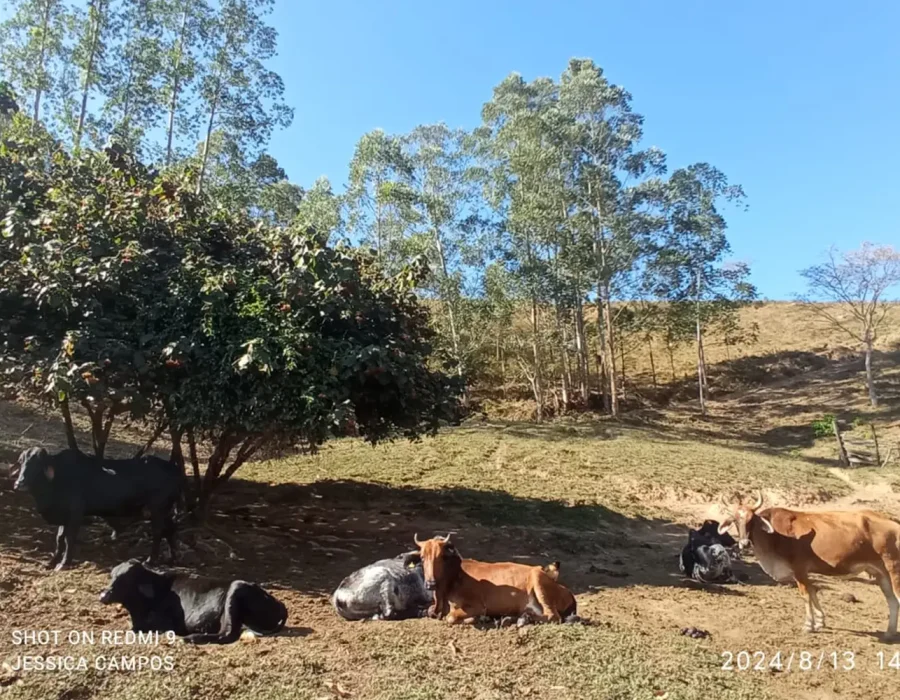 Sítio para criação de gado 6